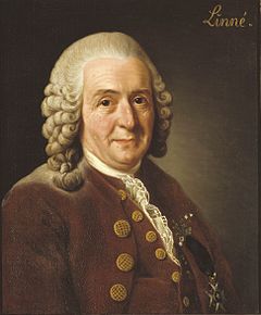 Portrait of Linnaeus on a brown background with the word 