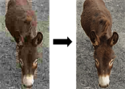 Image showing corrected JPEG compression artifacts